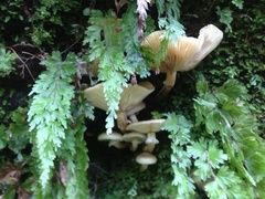 Armillaria novae-zelandiae