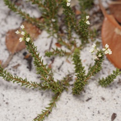 Platysace commutata