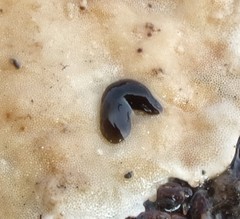Erpobdellidae
