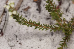 Platysace commutata