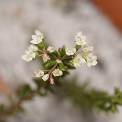 Platysace commutata