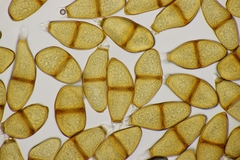 Puccinia liliacearum