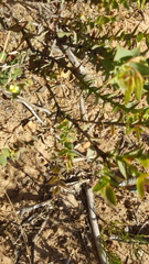 Aspalathus cordata