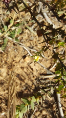 Aspalathus cordata