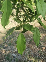 Catalpa longissima