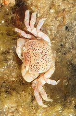 Paragrapsus quadridentatus
