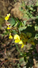 Aspalathus cordata