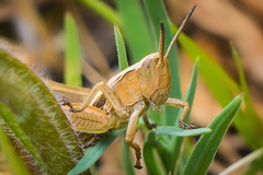 Chorthippus apicalis