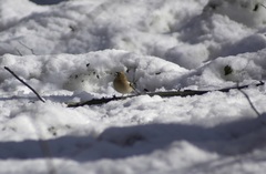 Fringilla coelebs