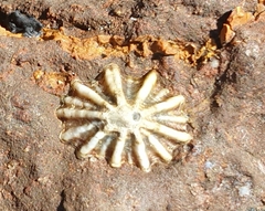 Image of Siphonaria diemenensis