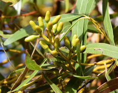 Eucalyptus salubris