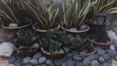 Sansevieria