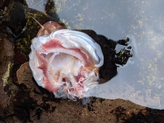 Gadiformes