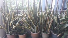 Sansevieria