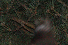 Caprimulgus europaeus