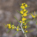 Acacia colletioides - Photo (c) Chris Clarke, algunos derechos reservados (CC BY-NC), subido por Chris Clarke