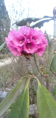 Rhododendron kesangiae