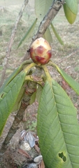 Rhododendron kesangiae
