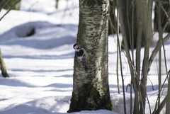 Dendrocopos leucotos