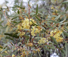 Eucalyptus transcontinentalis