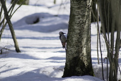 Dendrocopos leucotos