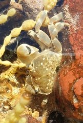 Paragrapsus quadridentatus