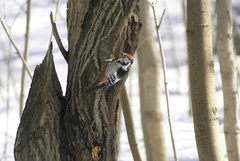 Dendrocopos leucotos