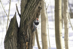 Dendrocopos leucotos