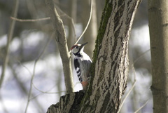 Dendrocopos leucotos