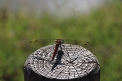 Sympetrum