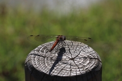 Sympetrum