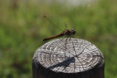 Sympetrum