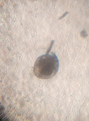 Chydorus