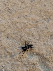 Herpyllinae