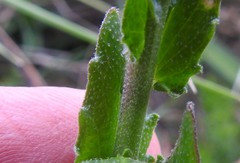 Arabis planisiliqua