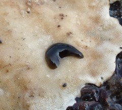 Erpobdellidae