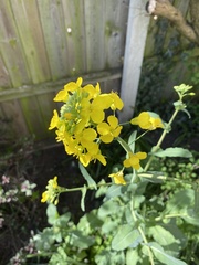 Brassicaceae