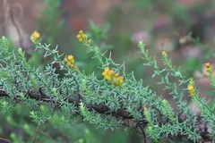 Chrysocephalum semipapposum