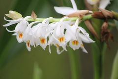 Coelogyne stricta