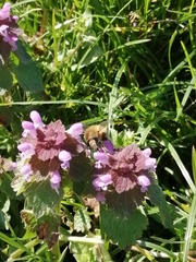 Anthophora plumipes