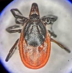 Ixodes persulcatus