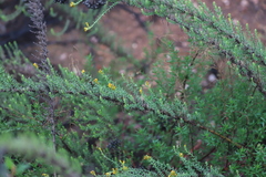 Chrysocephalum semipapposum