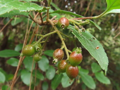 Viburnum taitoense