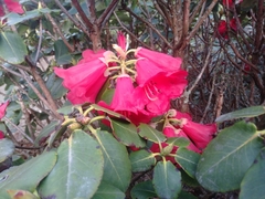 Rhododendron thomsonii