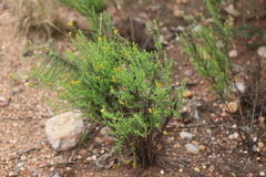 Chrysocephalum semipapposum