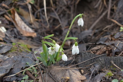 Galanthus alpinus