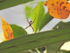 Argiope mangal