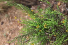 Chrysocephalum semipapposum