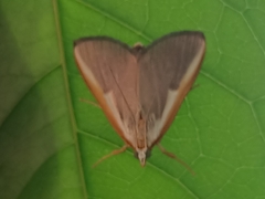 Pylartes subcostalis