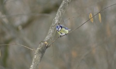 Cyanistes caeruleus